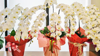 胡蝶蘭 お祝い マナー